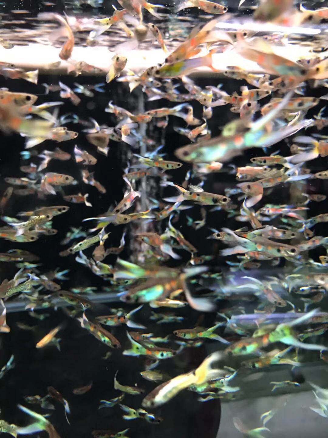 搁浅水族安格拉斯孔雀鱼热带鱼办公室桌面草缸微景观观赏鱼新手鱼