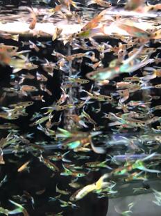 搁浅水族安格拉斯孔雀鱼热带鱼办公室桌面草缸微景观观赏鱼新手鱼