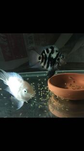 搁浅水族迷你鹦鹉鱼鹦鹉种鱼白金宝蓝灯鱼热带鱼草缸造景观赏鱼