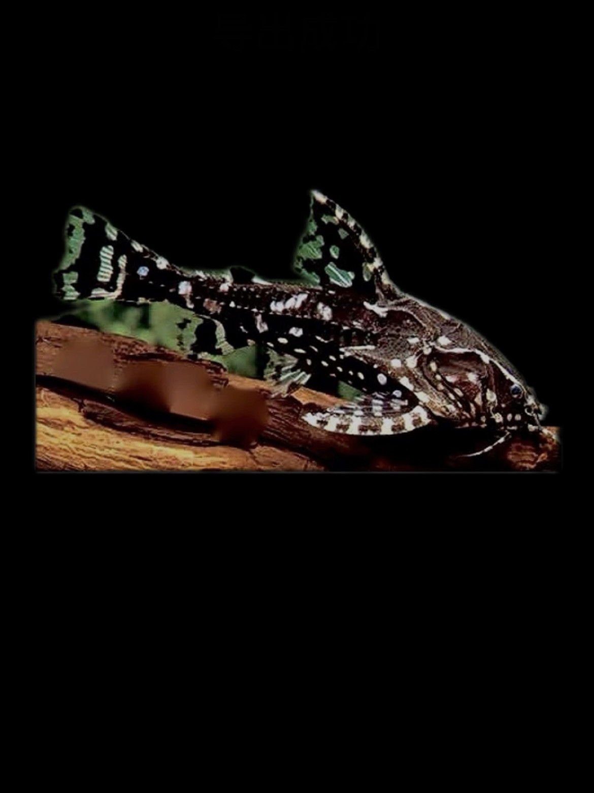 哭猫鱼南秘鲁进口稀有热带观赏宠物鱼吃残渣吃藻鱼淡水活体鱼包邮