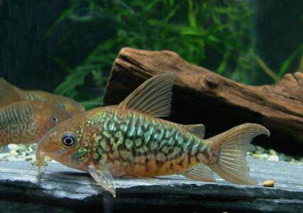 搁浅水族潘塔纳尔鼠鼠鱼热带鱼南美异形草缸造景新手观赏鱼工具鱼