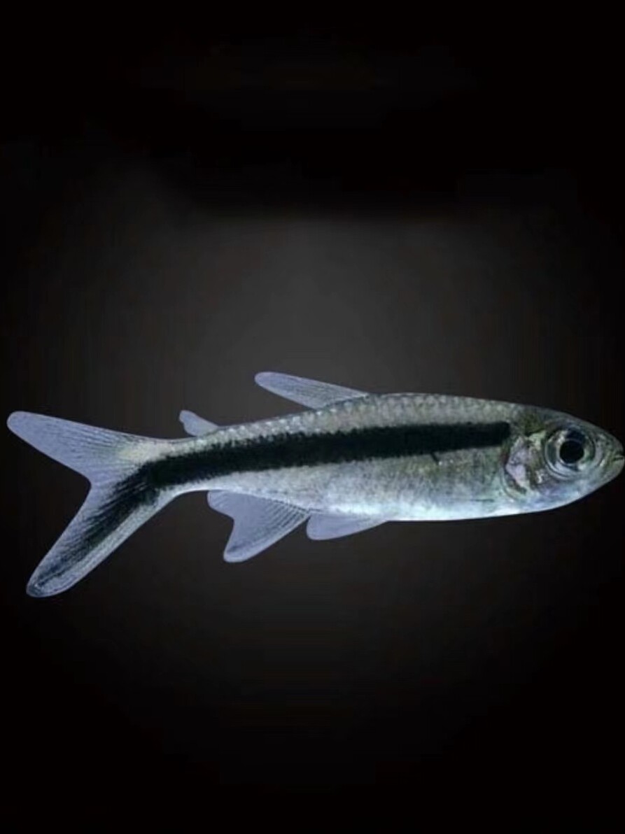 企鹅灯鱼搏氏企鹅鱼黑白企鹅小型热带观赏鱼淡水鱼中层群居群游鱼