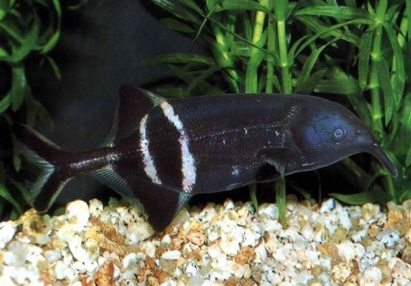 象鼻子鱼鹳嘴长颌鱼象鼻鱼稀有高端进口大型热带鱼观赏鱼淡水活体