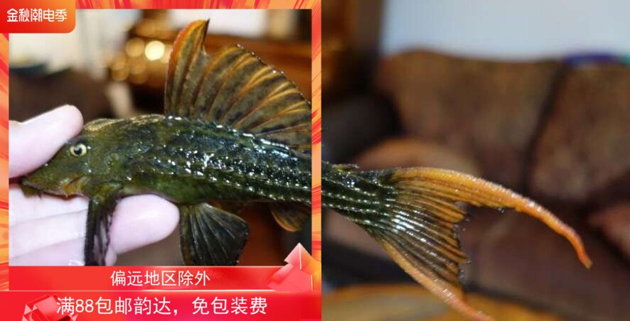 搁浅水族L24绿裳红剑尾异形鱼热带鱼南美草缸观赏鱼宠物鱼工具鱼