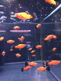 搁浅水族熊猫灯鱼热带鱼南美异形草缸造景新手观赏鱼宠物鱼工具鱼