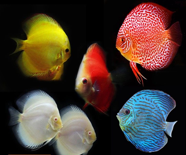 七彩神仙鱼雪玉豹点黄盖鸽子阿莲卡天子蓝红绿松石淡水热带观赏鱼