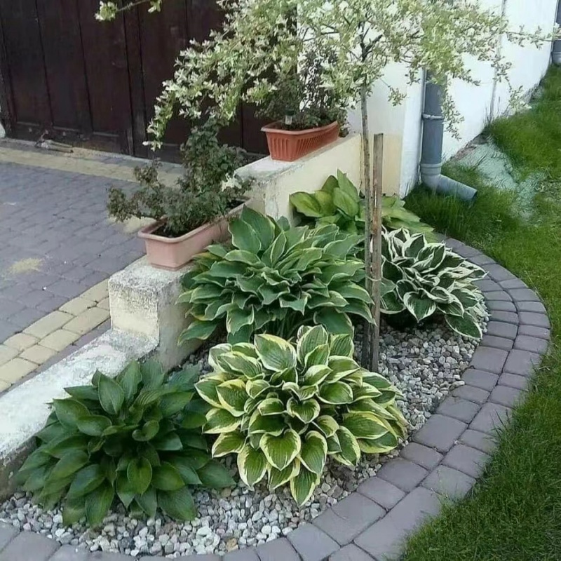种一次年年长多年生宿根植物玉簪花苗耐寒耐晒耐荫室外地栽绿化苗
