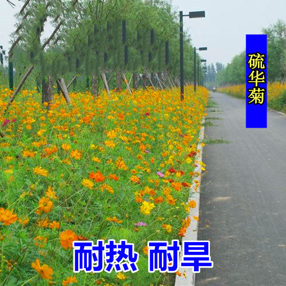 春季庭院花种硫华菊种子四季花耐热花卉植物花草种籽绿化草花室外|ruв категории доставка цветов/цветок моделирования/растения садоводства, цветок/овощи и фрукты/газон семян (новая), домашнее садоводство семян - от Buy2taobao.com для оказания профессиональной услуги покупки агента Taobao