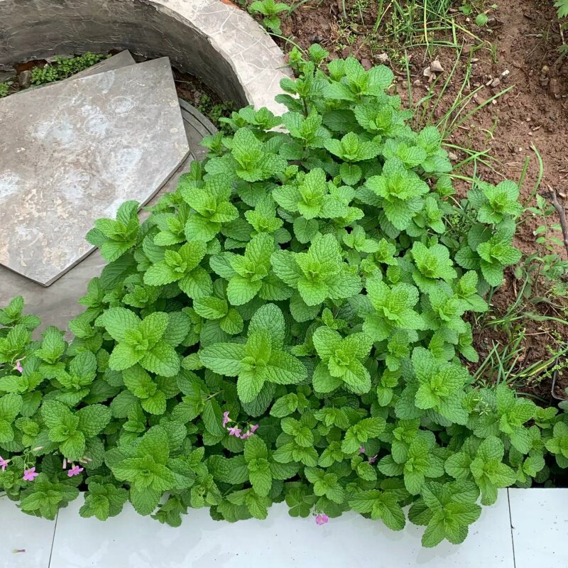 室外庭院地栽驱蚊虫植物薄荷苗多年生耐寒宿根易活留兰香薄荷耐荫