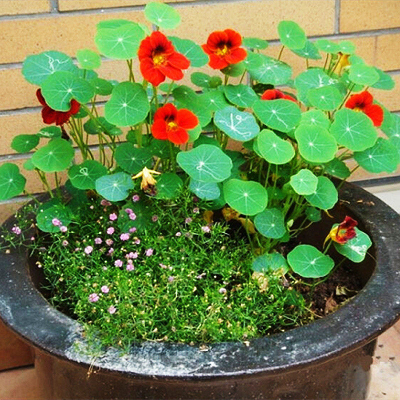 春季绿化花种籽户外庭院花草种子旱金莲四季路边植物花籽低矮花卉