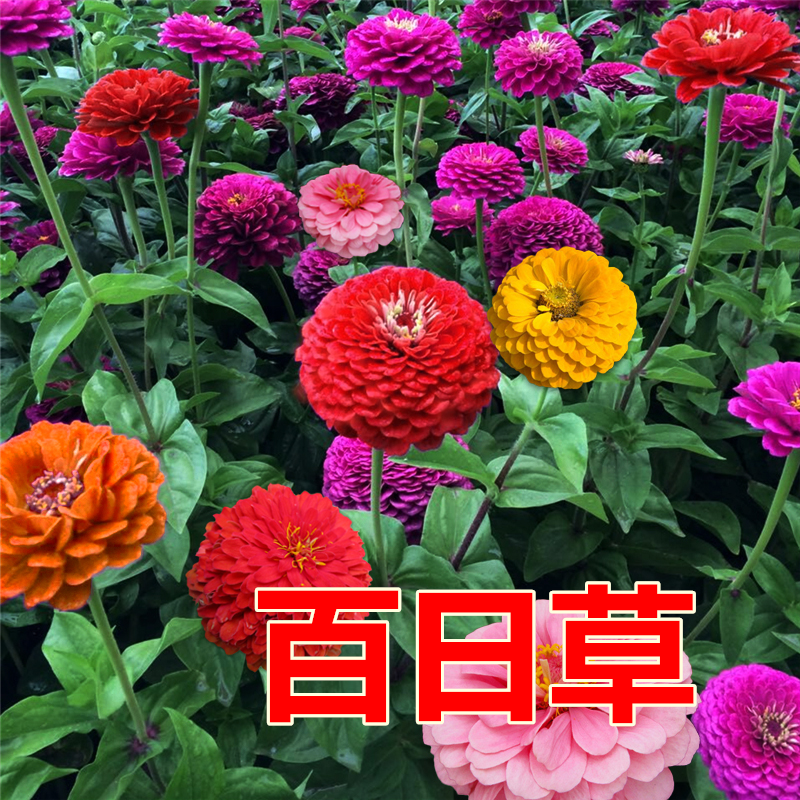 花仔四季户外庭院易活植物