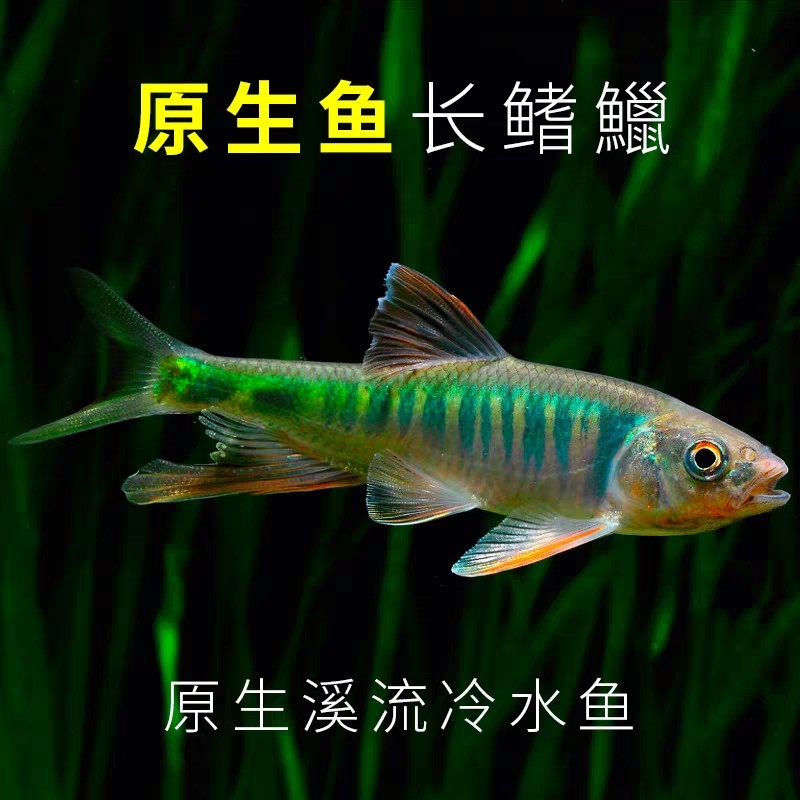 长鳍鱲类高屏鱲原生鱼溪流鱼冷水鱼淡水鱼