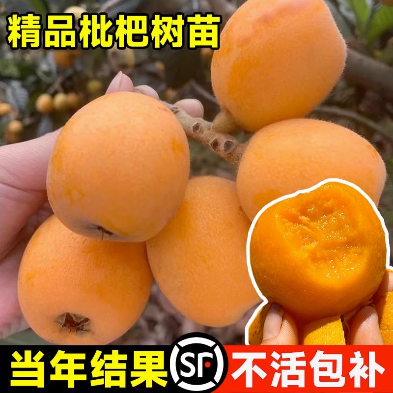 枇杷苗嫁接枇杷树苗大五星南北方种植盆栽地栽特大果树苗当年结果