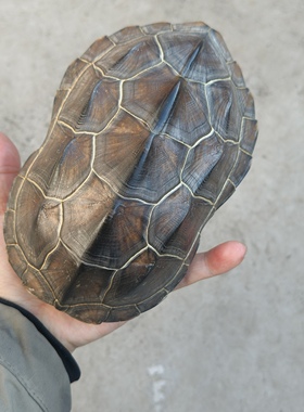 精品大龟壳草龟壳一图一物