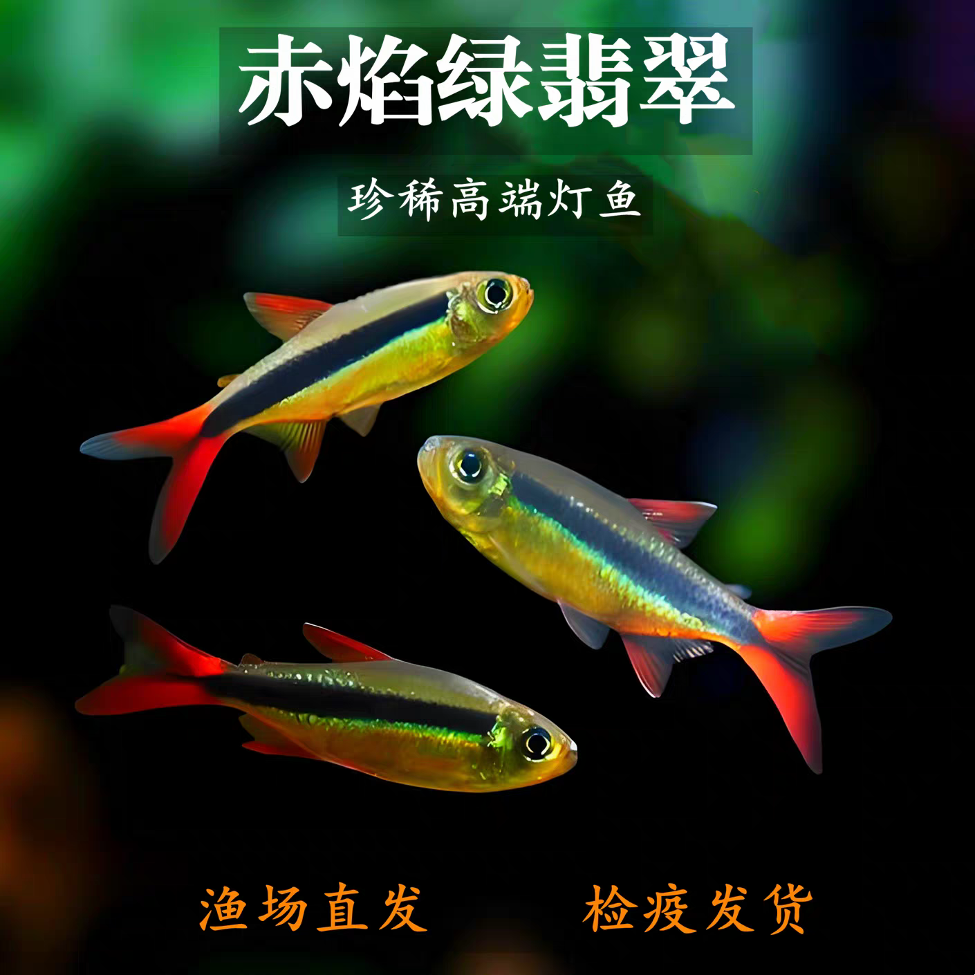 赤焰绿翡翠南美高端进口珍稀品种草缸鱼灯科鱼热带鱼观赏鱼活体鱼