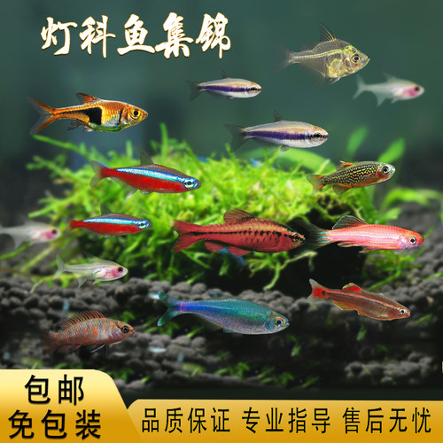 灯科鱼红绿灯宝莲灯孔雀鱼
