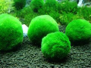 绿藻球/绿球藻前景水草造景鱼缸水草虾缸水藻球鱼缸水族箱造景