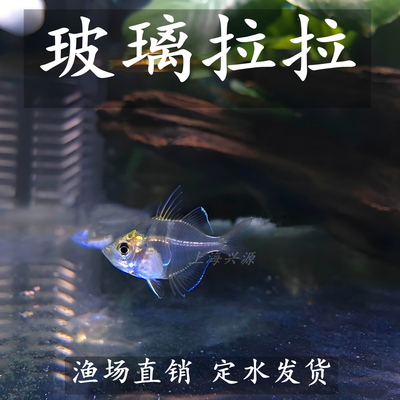 玻璃拉拉鱼透明鱼灯科鱼新手鱼玻璃猫热带鱼观赏鱼活体淡水草缸鱼