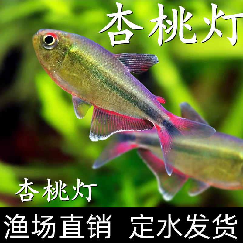 杏桃灯南美灯鱼草缸灯鱼热带鱼橙尾杏桃灯摩比斯热带水草缸稀有鱼