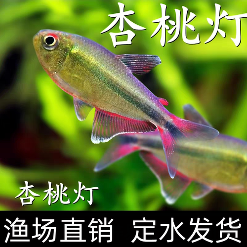 杏桃灯南美灯鱼草缸灯鱼热带鱼橙尾杏桃灯摩比斯热带水草缸稀有鱼