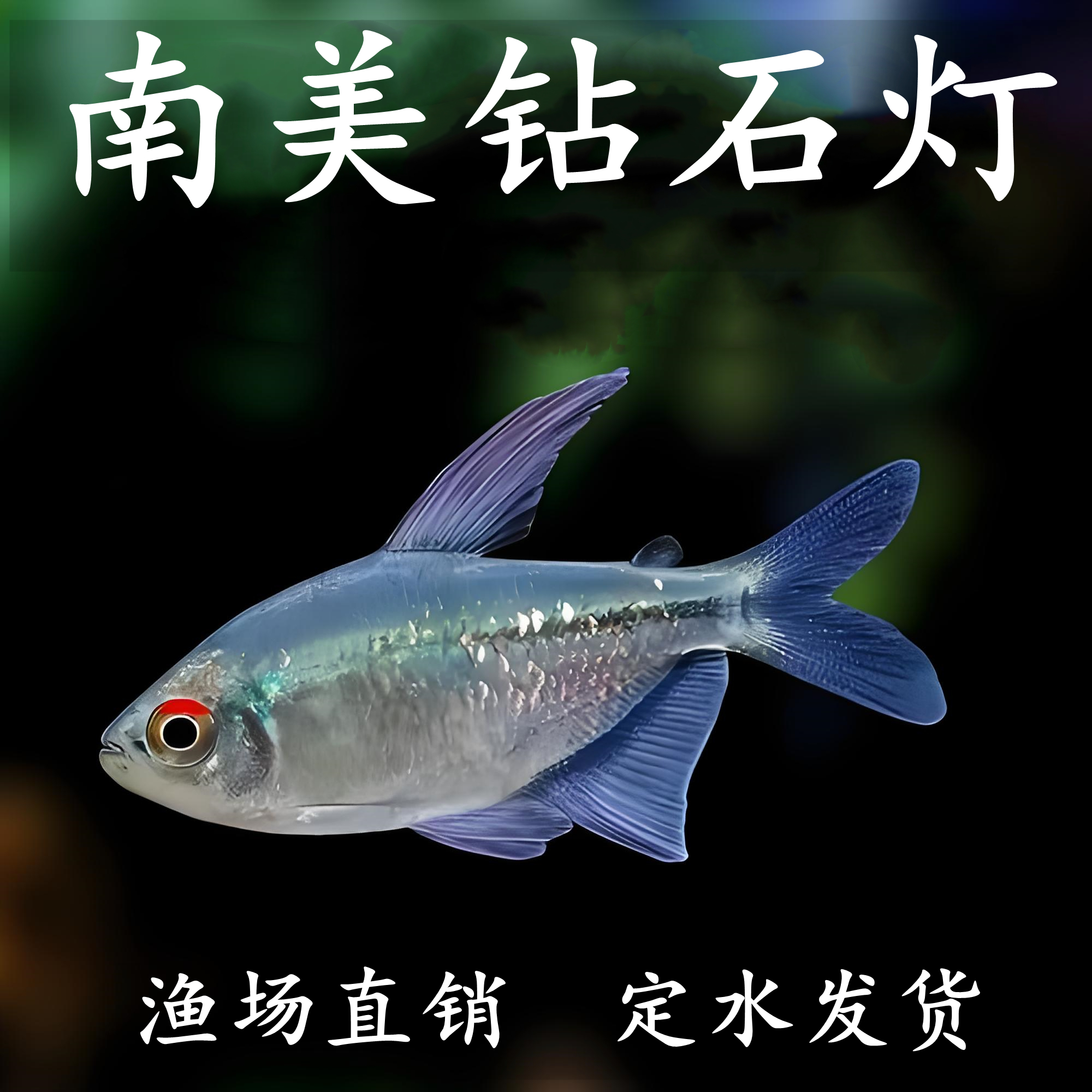 南美钻石灯鱼草缸混养小型鱼淡水热带鱼高端稀有灯科鱼群游鱼活体