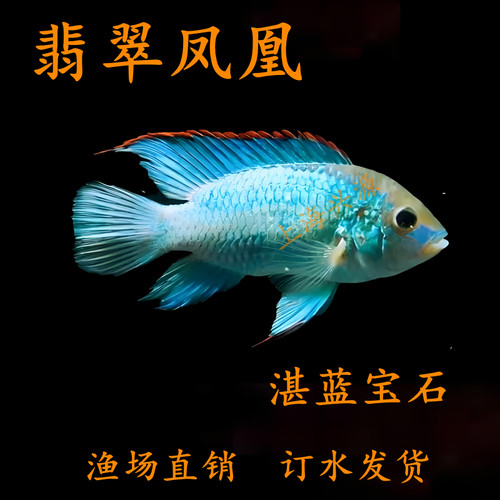 翡翠凤凰鱼湛蓝宝石鱼电光凤凰鱼南美慈鲷鱼热带观赏鱼新手活体鱼