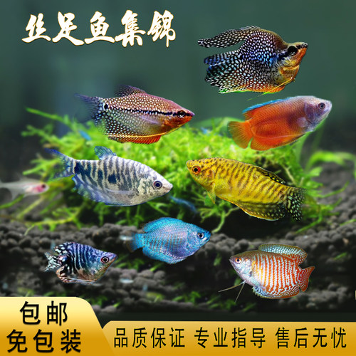 热带鱼曼龙鱼丽丽鱼珍珠马甲球