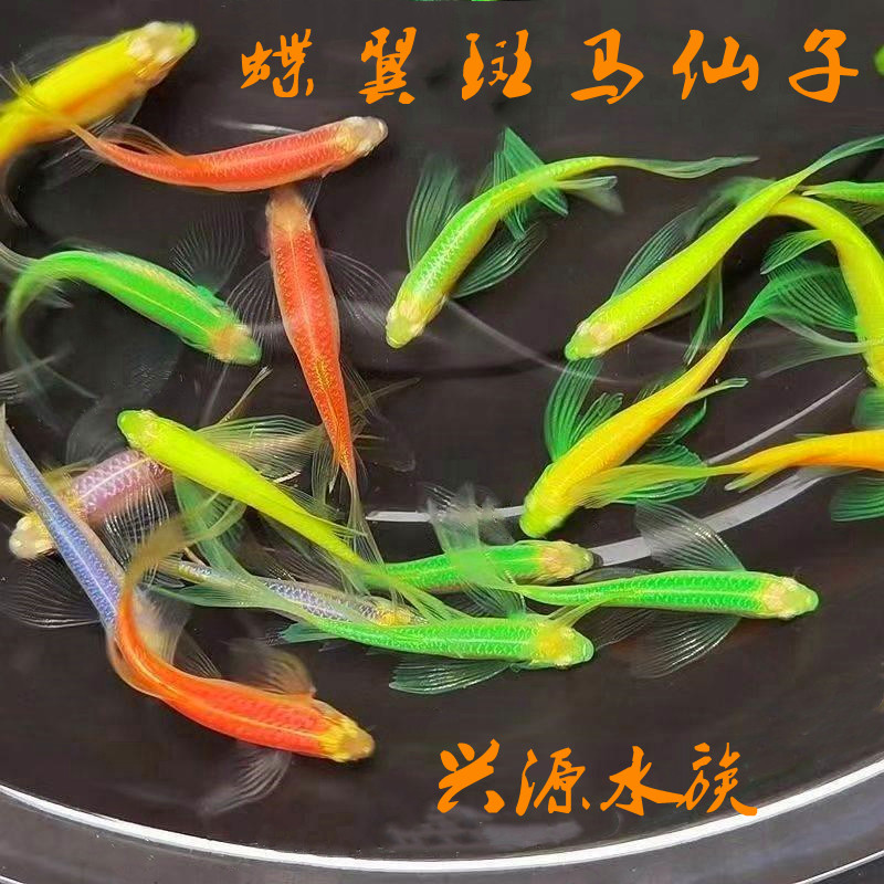 蝶翼斑马鱼精品鱼长尾长鳍小型热带鱼好养观赏鱼荧光冷水鱼活体鱼