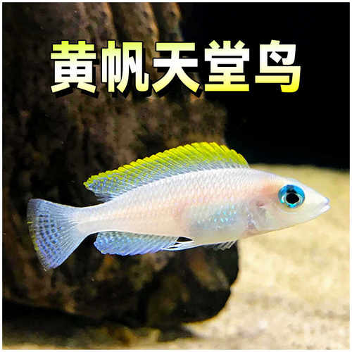 黄帆天堂鸟卷贝群游热带淡水鱼
