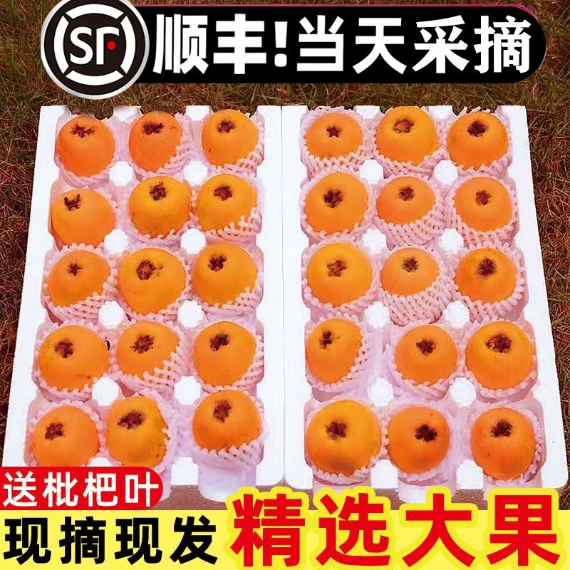 【顺丰】米易枇杷果新鲜甜琵琶果3斤5斤装当季孕妇水果礼盒装整箱
