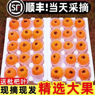 当季 顺丰 米易枇杷果新鲜甜琵琶果3斤5斤装 整箱 孕妇水果礼盒装