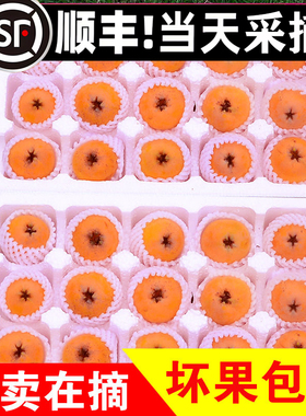 【顺丰】米易枇杷果新鲜甜琵琶果3斤5斤装当季孕妇水果礼盒装整箱