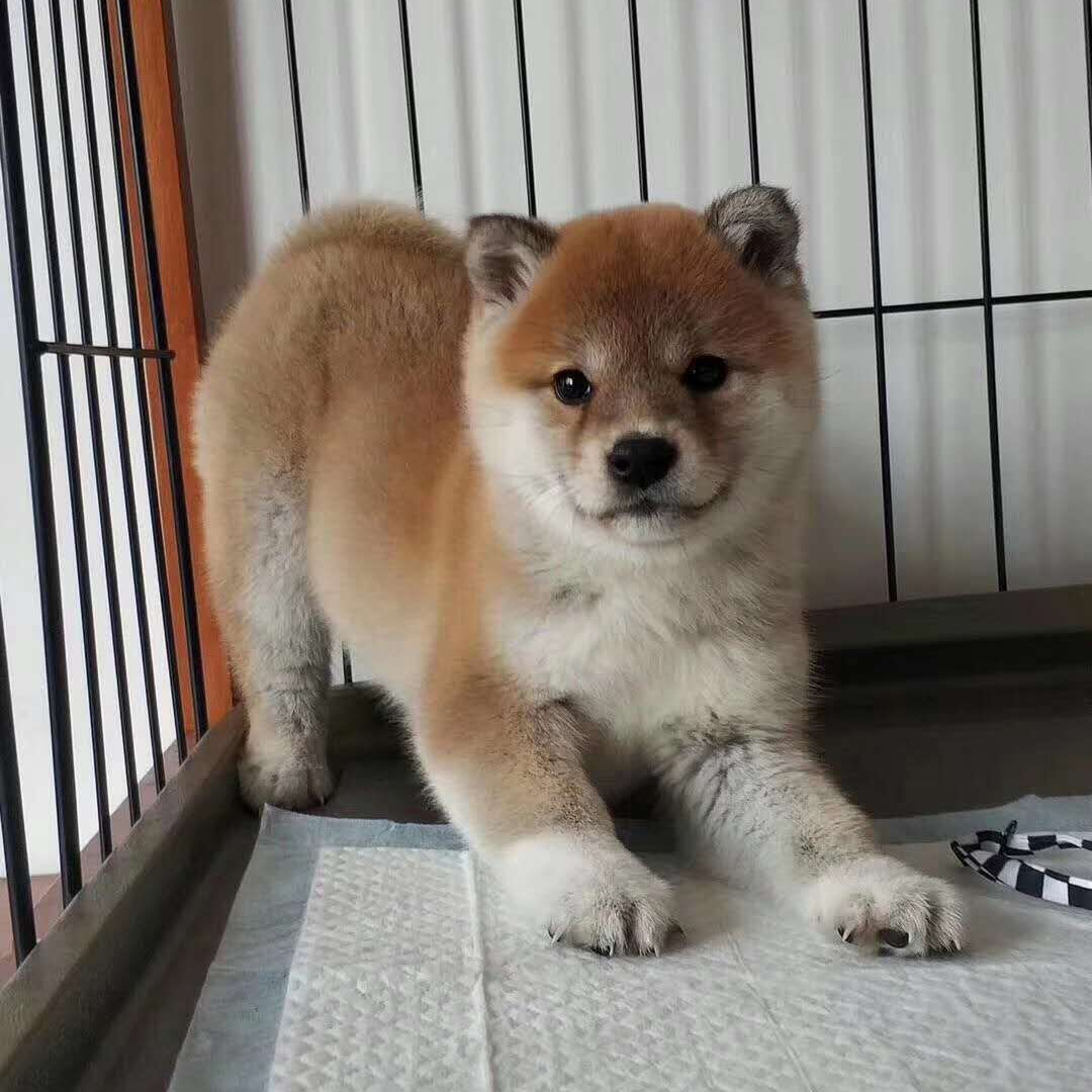 豆柴纯种日本柴犬幼犬