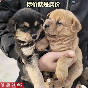 中华田园犬家养幼犬土狗金毛混血狗大黄狗纯黑小白狗活体纯种狗崽