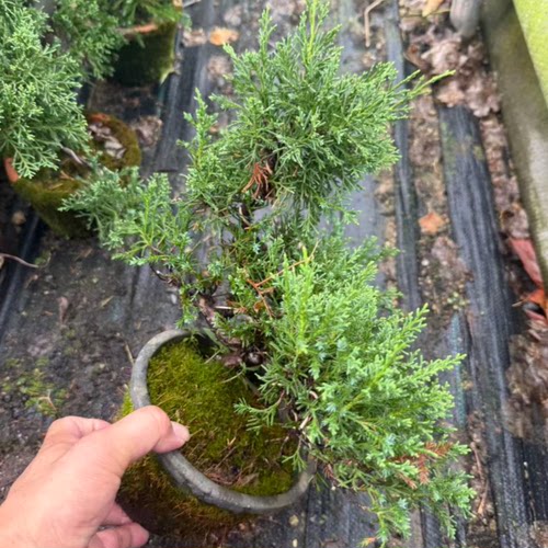 耐寒的济州珍柏盆景绿植盆栽原盆盆破不包【植物图片仅供参考】