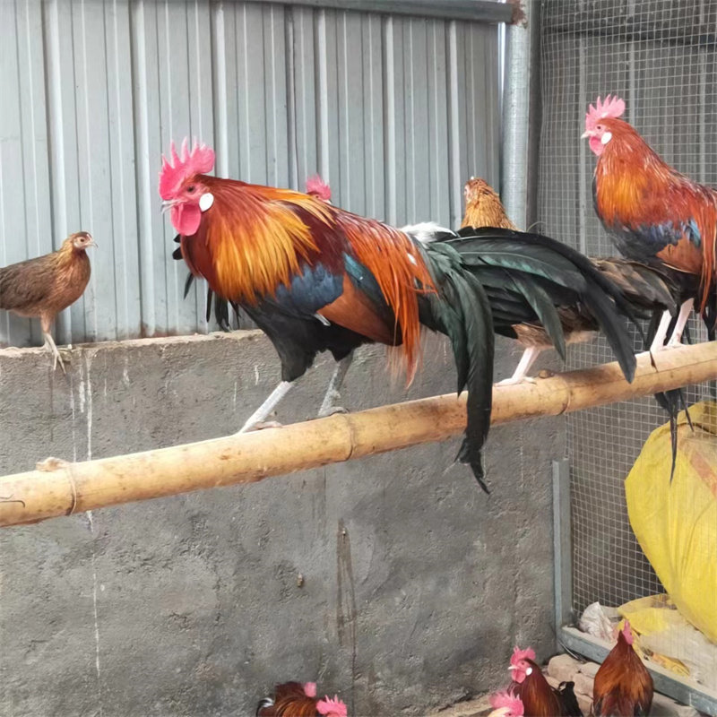 长尾鸡小鸡脱温幼仔成年三彩长尾鸡正宗日本观赏鸡白长尾包邮到家