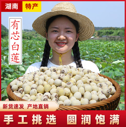 【有芯白莲】湘潭莲小妹有绿心白莲味苦粉糯无硫磨皮湘莲子