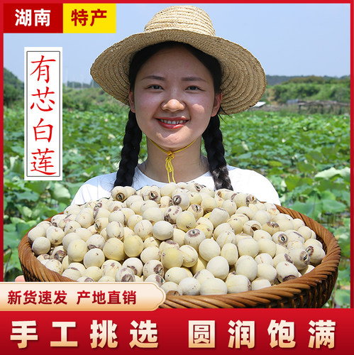 【有芯白莲】湘潭莲小妹有绿心白莲味苦粉糯无硫磨皮湘莲子