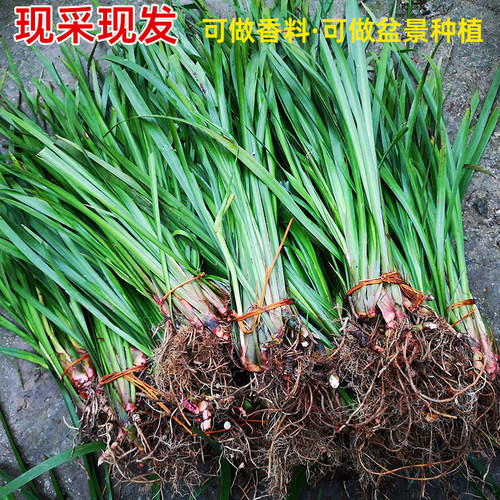 贵州现采山萘茴香菖蒲香料