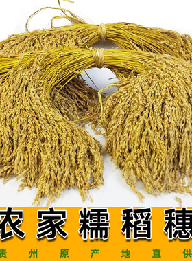 贵州农家干稻穗香禾糯米真稻子食用稻谷舞蹈表演摄影道具装饰稻草
