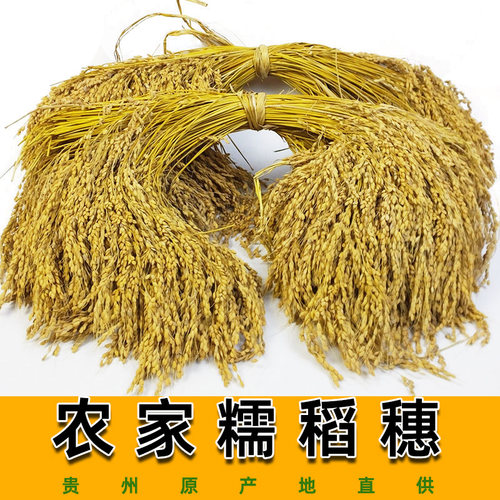 贵州农家稻穗香禾糯米摄影道具