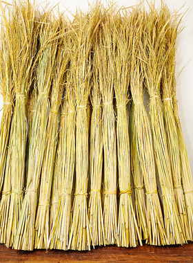 干稻草禾杆草谷草水稻杆子兔子窝稻草杆稻草绳扎肉鸽子捆扎肉绑粽