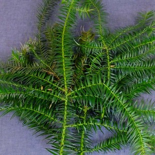 新鲜自然杉树叶杉叶绿景装饰道具现摘杉树寄生鲜真叶子装饰树枝根