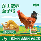 杨博士童子鸡正宗皖南深山散养土鸡小公鸡整只鸡清蒸食材生鲜