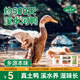 杨博士皖南溪水河鸭农家放养正宗土鸭老鸭子新鲜鸭肉麻鸭整只2只