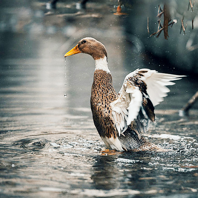 【养生汤食餐】杨博士老鸭 菌汤包正宗皖南小河鸭放养新鲜老鸭子