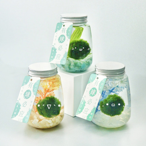 藻球mossball天然水草有球必应