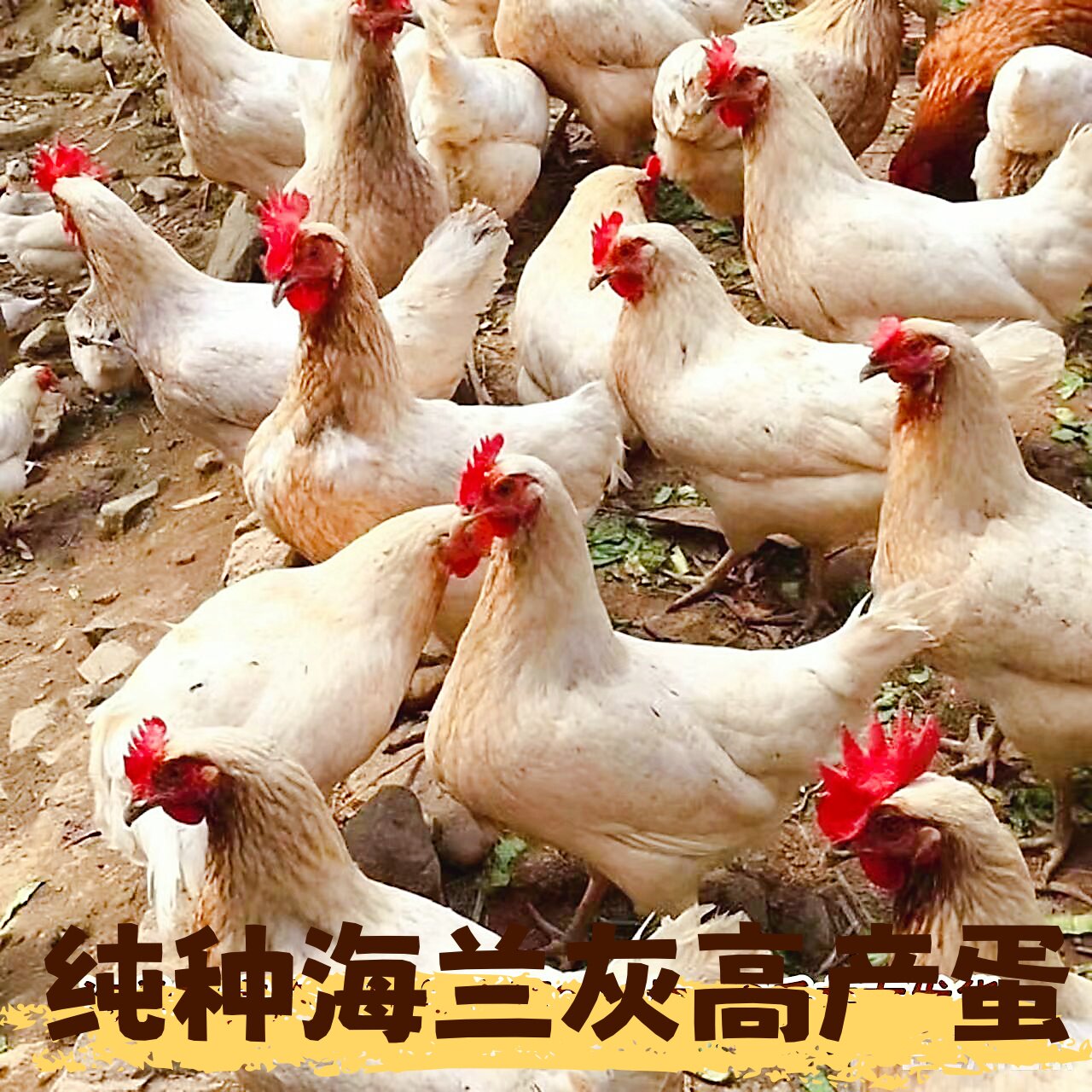 高产蛋海兰灰高产蛋鸡1斤以上发货年产320枚观赏价值高