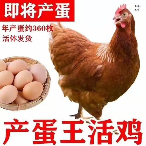 红色羽毛喜庆，红壳蛋喜庆