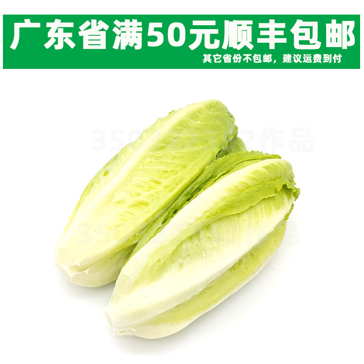 新鲜包罗心罗纹生菜 500g  西式蔬菜 包心罗文罗马生菜 包罗 罗心